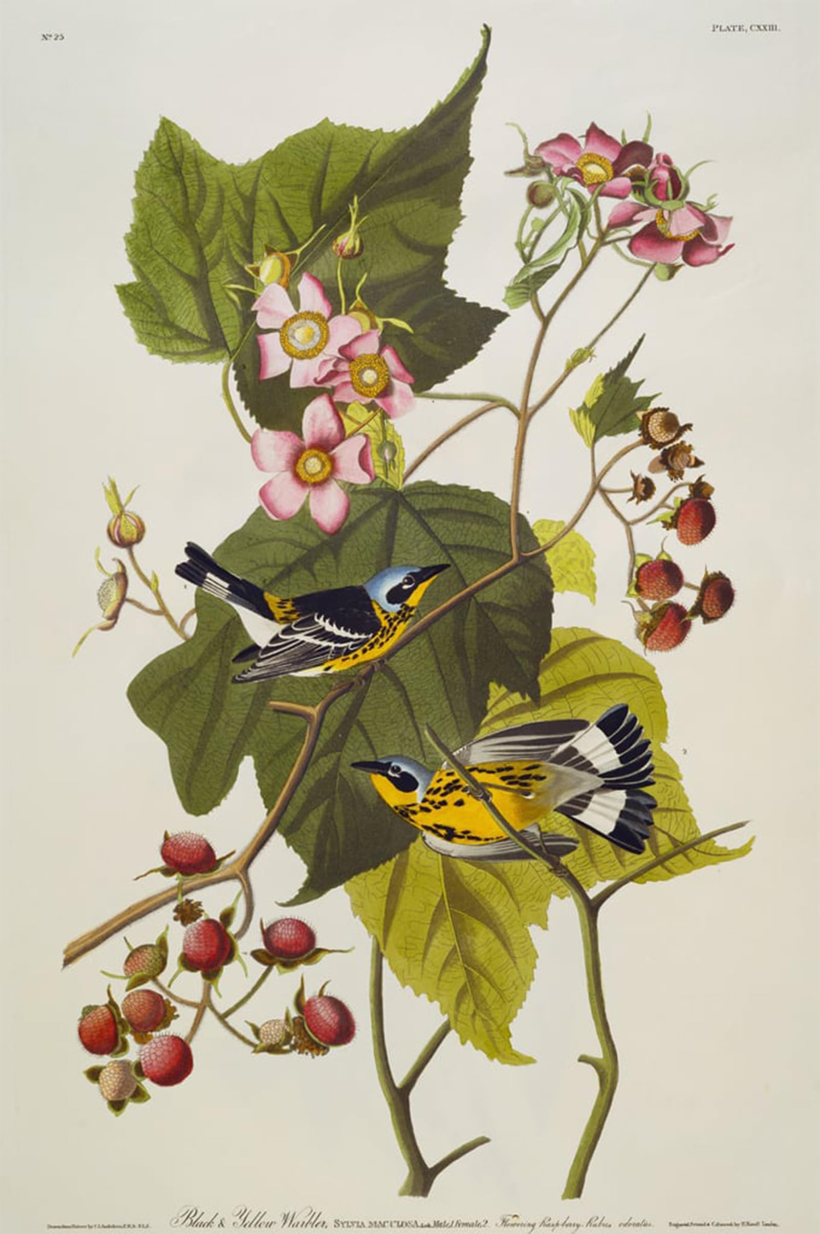 ARTXLXXBN Famous Prints Artwork Pictures Poster Painting Art Black and Yellow Warbler Magnolia Warbler by John Jame Audubon Artwork Landscape Pictures for Home Decor 60x90cm