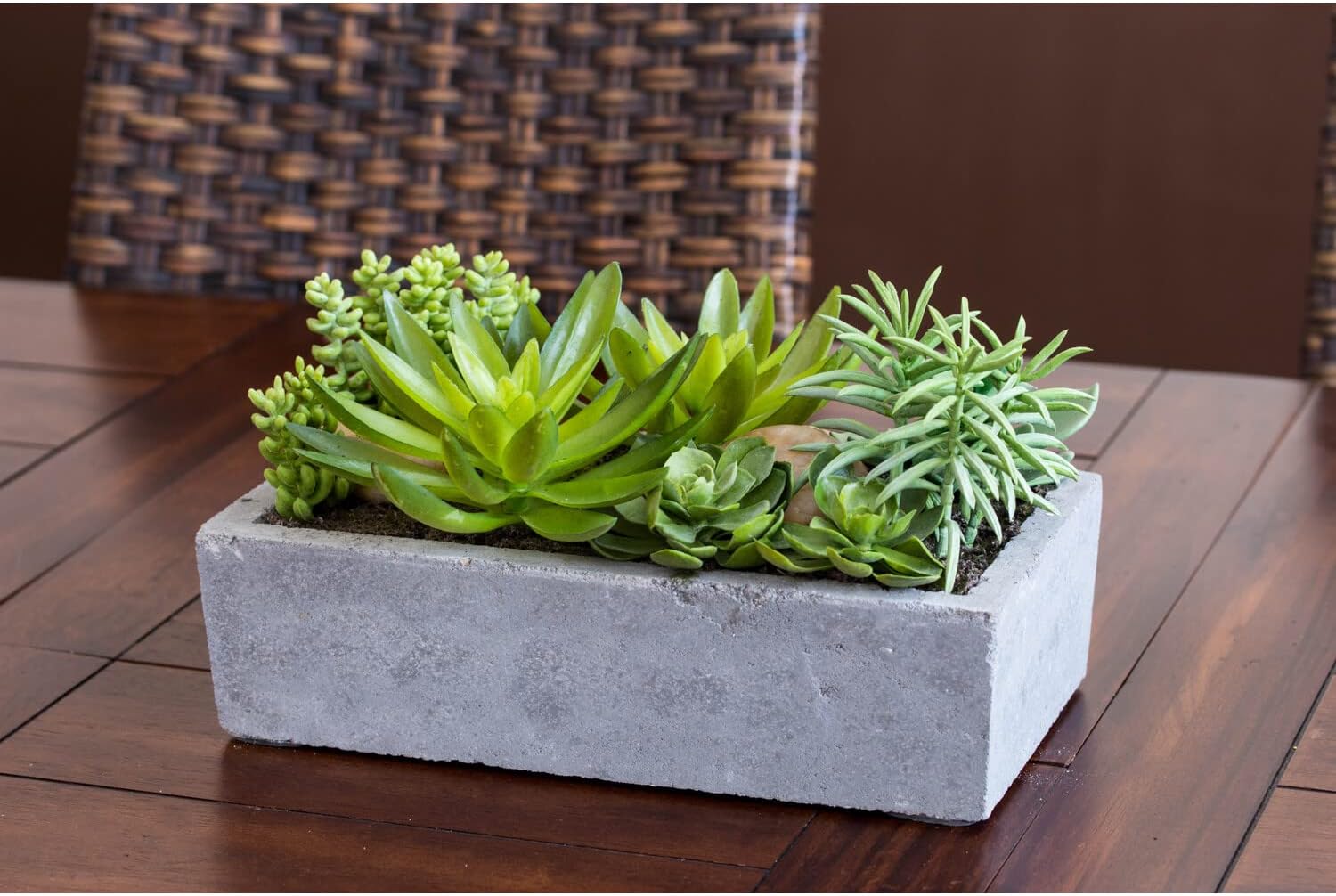 Decorative Outdoor Tabletop Succulent Ensemble in Cement Planter
