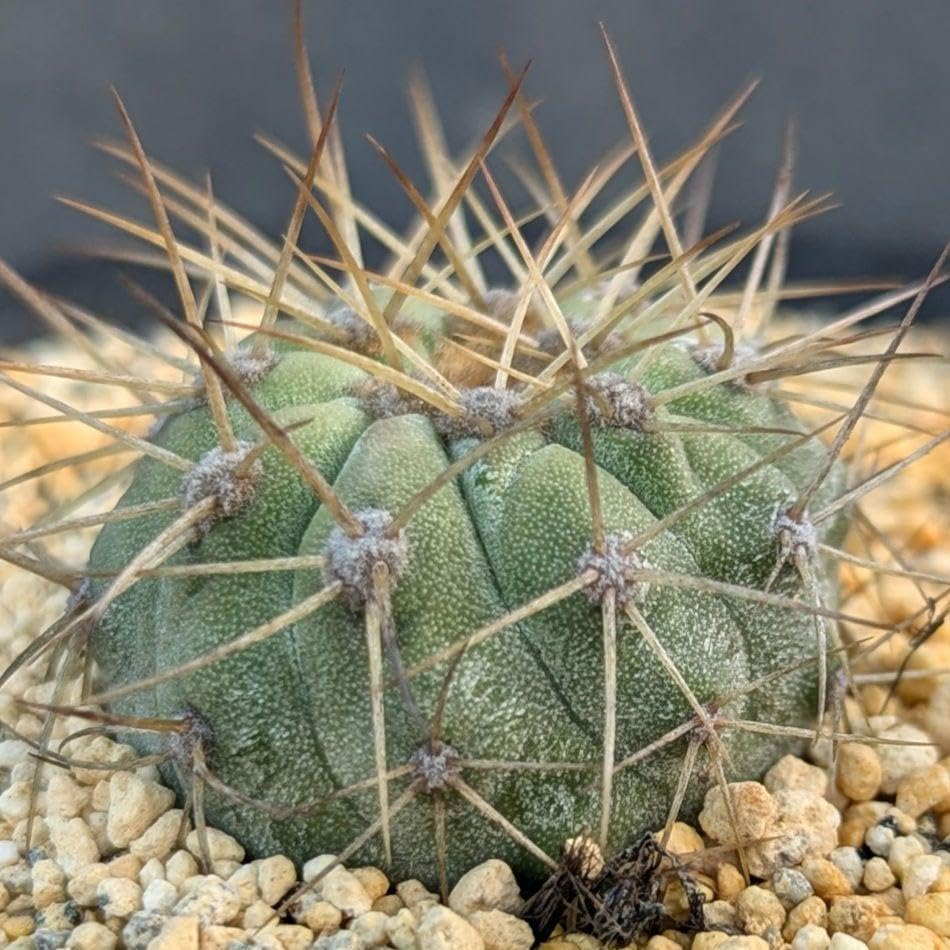 サボテンコレクション コピアポア属 ハセルトニアナ 現地球 inわけけの