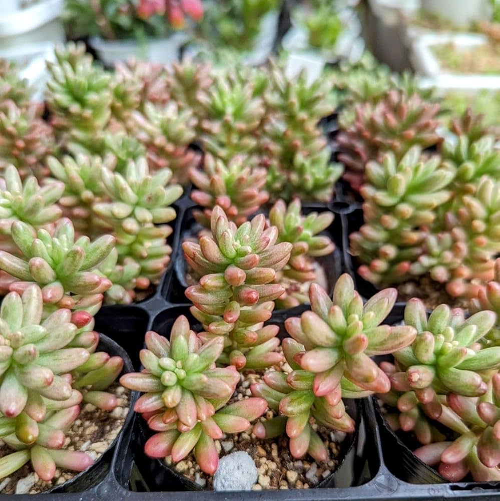 Amazon.co.jp: オーロラ抜き苗虹の玉錦 斑入り 多肉植物 セダム 紅葉