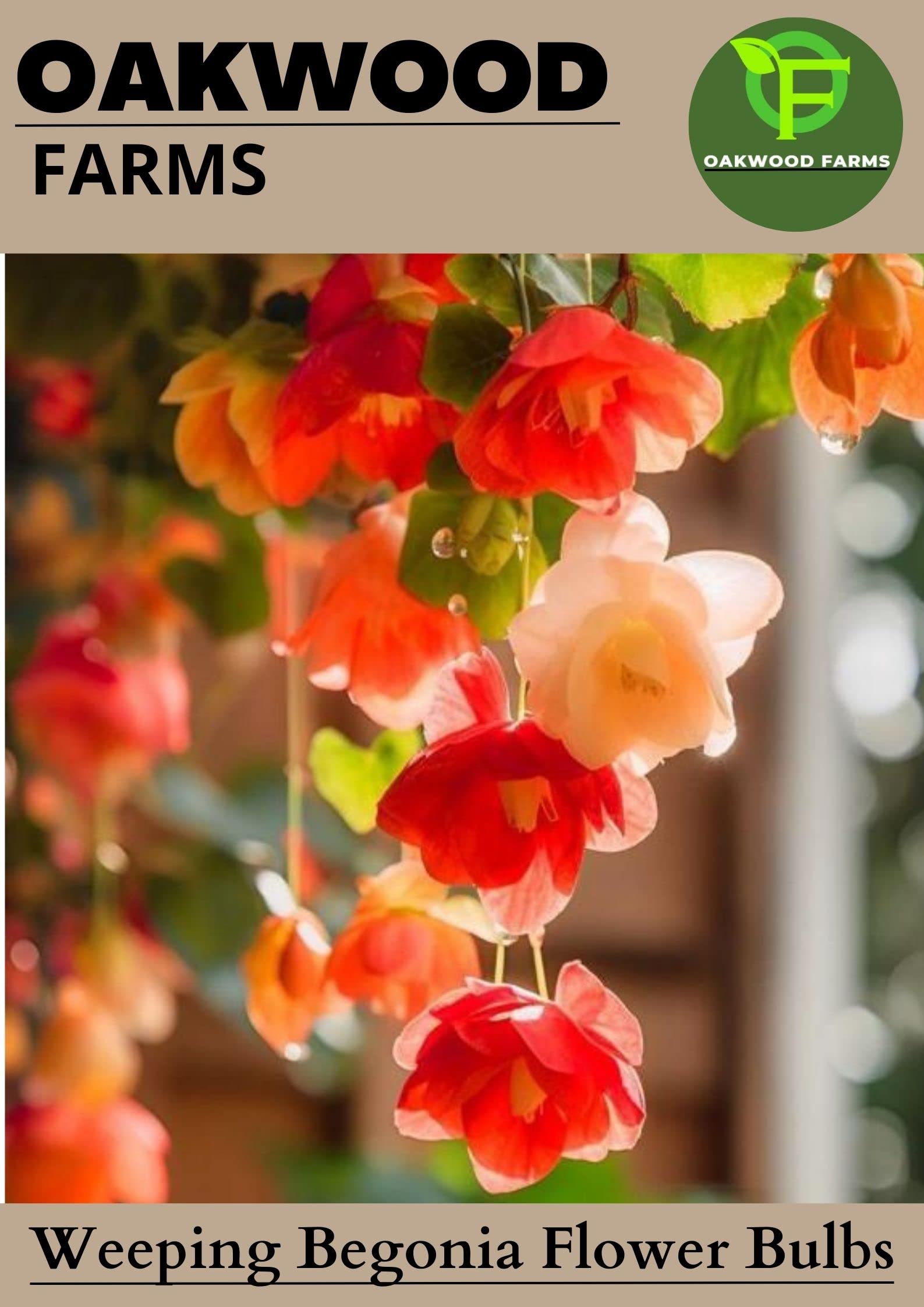 See full amazon price history chart for Oakwood Farms® Imported Weeping Begonia Flower Bulbs For Outdoor (Pack Of 3 Bulbs) Oakwood Farms® Imported Weeping Begonia Flower Bulbs For Outdoor (Pack Of 3 Bulbs) (B0C4YF3G5N) Amazon Price History, Amazon Price Tracker