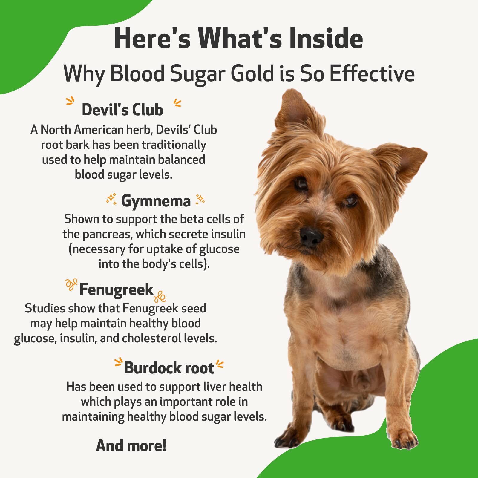 How Much Does Dog Insulin Cost