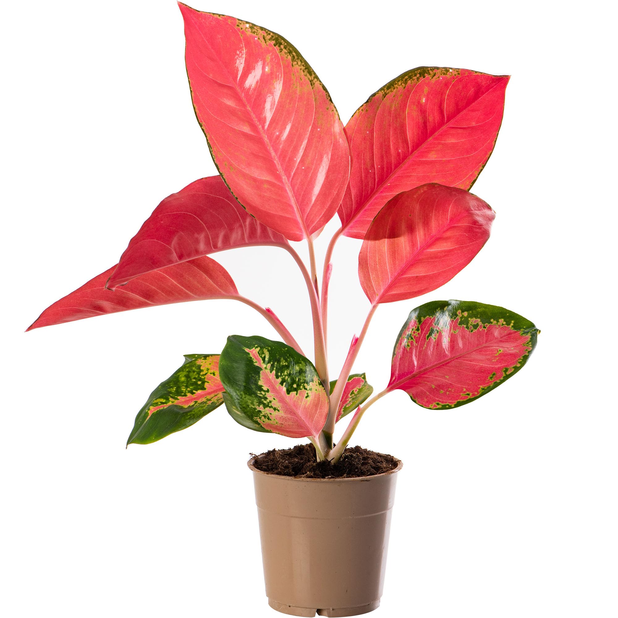 Aglaonema Red Zirkon Rare Plante d'Intérieur Dragon Feuillage Exotique Rose Vibrant