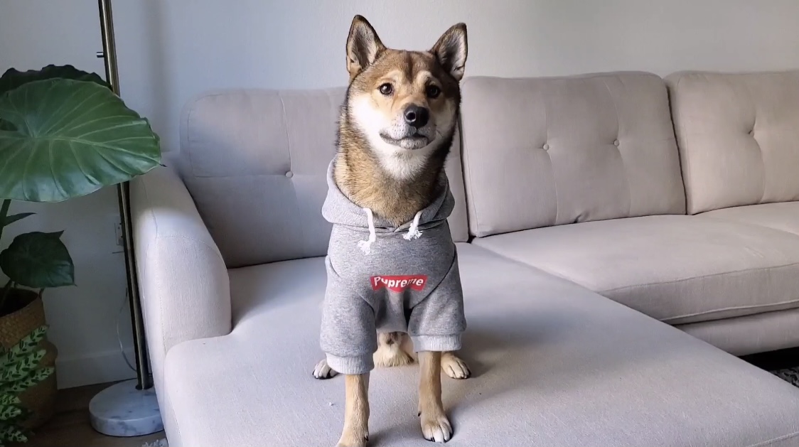 ChoChoCho Pup Dog Hoodie, Dog Sweater, Fashion Dog Clothes, Pet Clothing Cotton Cat Hoodies Stylish Streetwear… - Image 7
