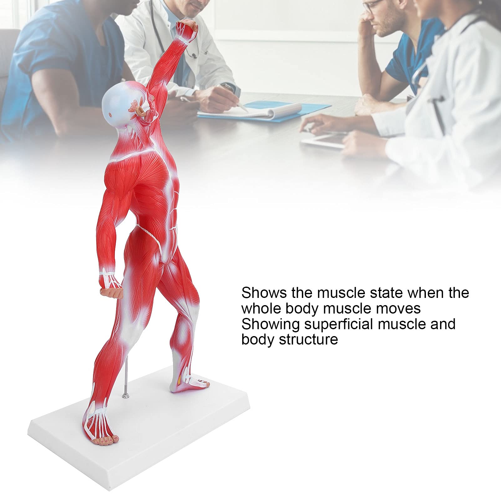 Modello di anatomia muscolare umana, figura del sisteme muscolare, 50 cm, con consistenza muscolare di base e limpida, per l'insegnamento di fisiologia medica