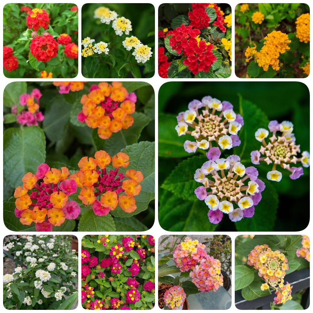 Semillas de lantana - semillas de silvestres resistentes para el jardín de balcón resistentes 550pcs