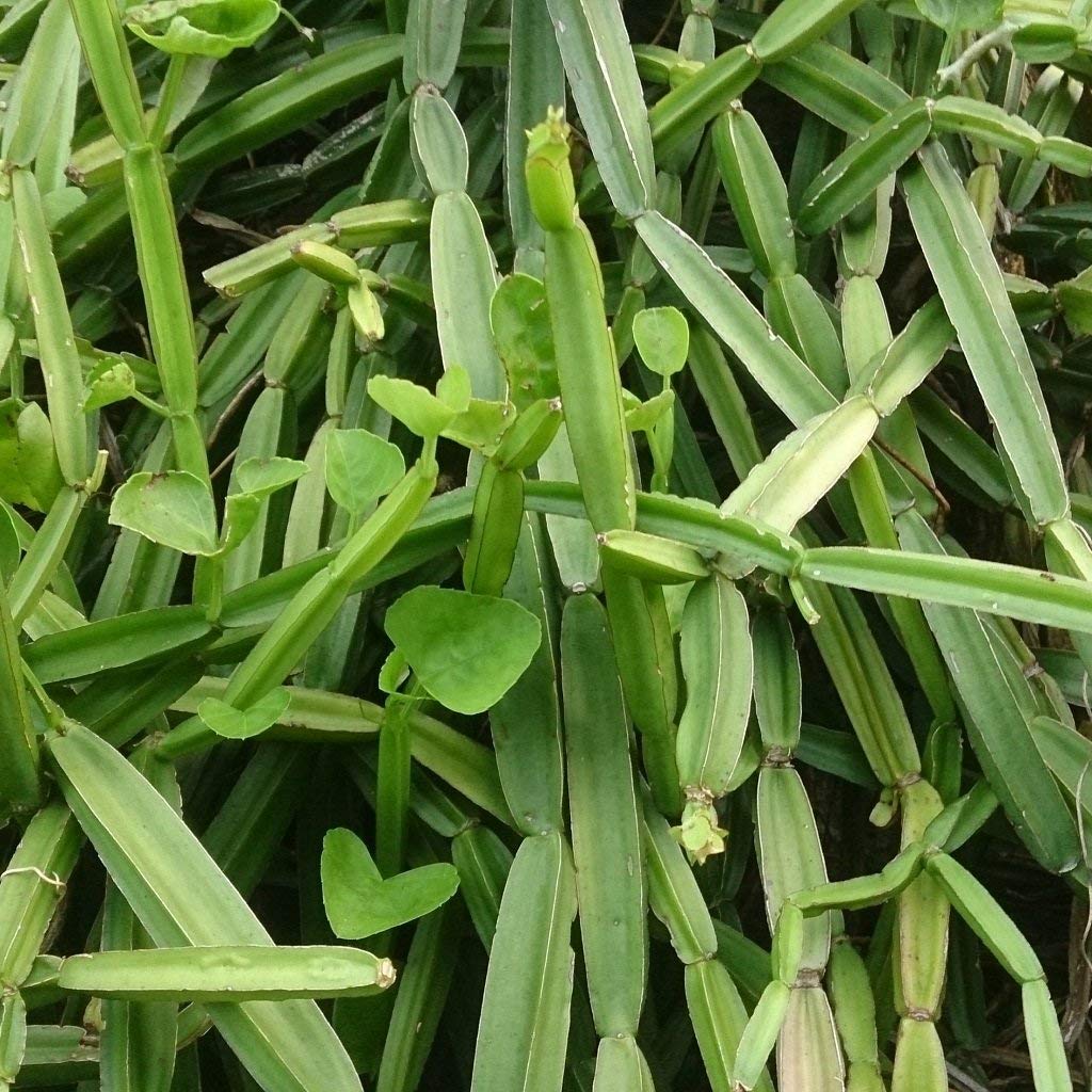 Patpert Hadjode,veldt grape, devil's backbone, adamant creeper, asthisamharaka, hadjod and pirandai. (Botanical Name - Cissus quadrangularis) Medicinal Live plant