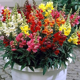 Welldales 100 Giant Snapdragon Seeds Antirrhinum Majus Mix Colour Border Container Flower