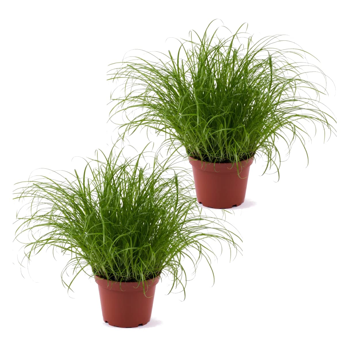 Dos Unidades de Hierba de Gato Planta Gatera Natural Ideal para Gatos y Otros Animales