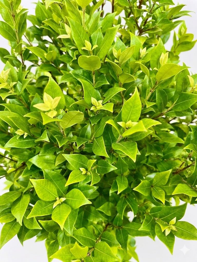 Amazon｜シナモンマートル 8号 観葉植物 シナモン｜観葉植物