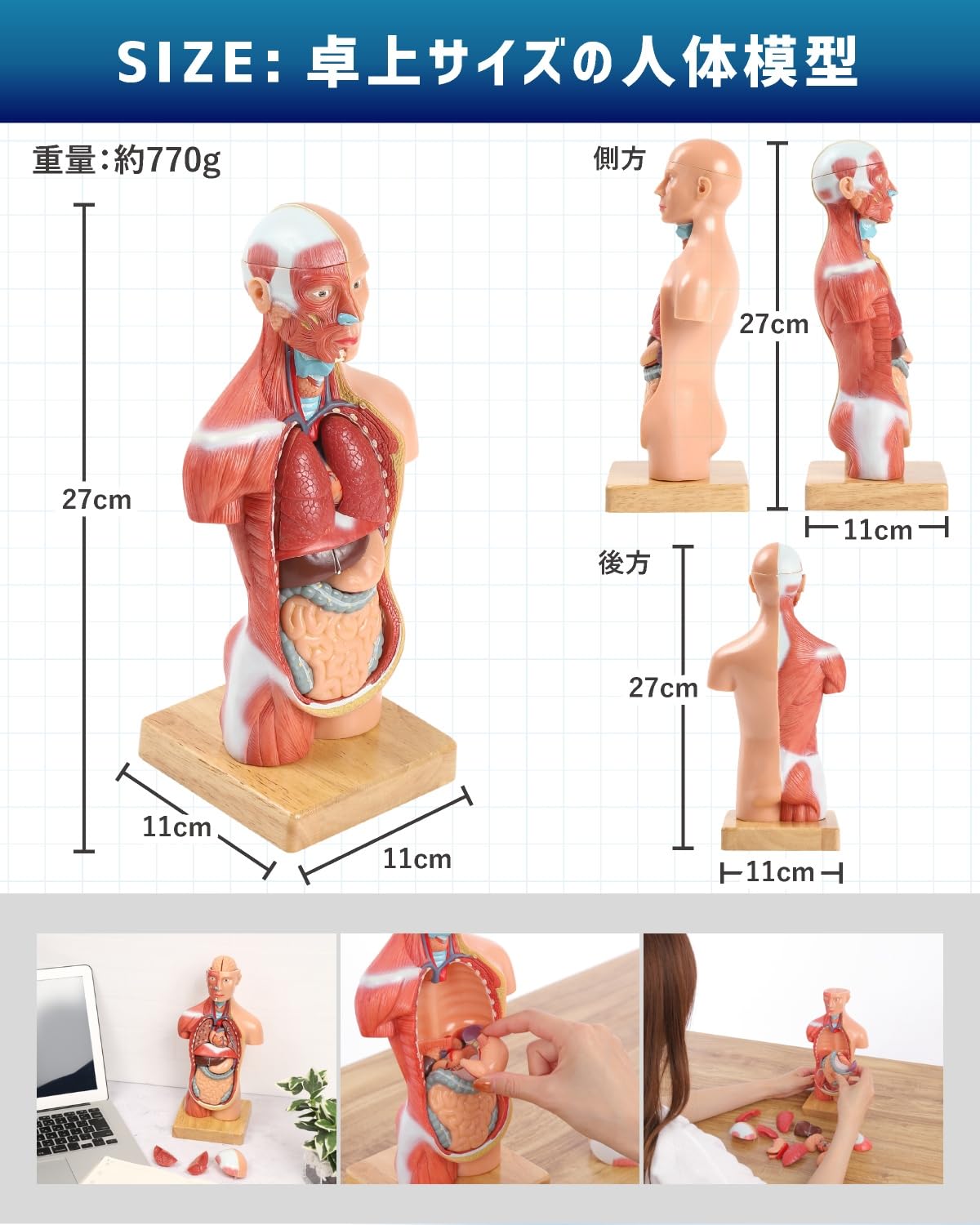 Amazon.co.jp: KIYOMARU 27cm解剖人体模型 ソフトな質感で15分解 理学