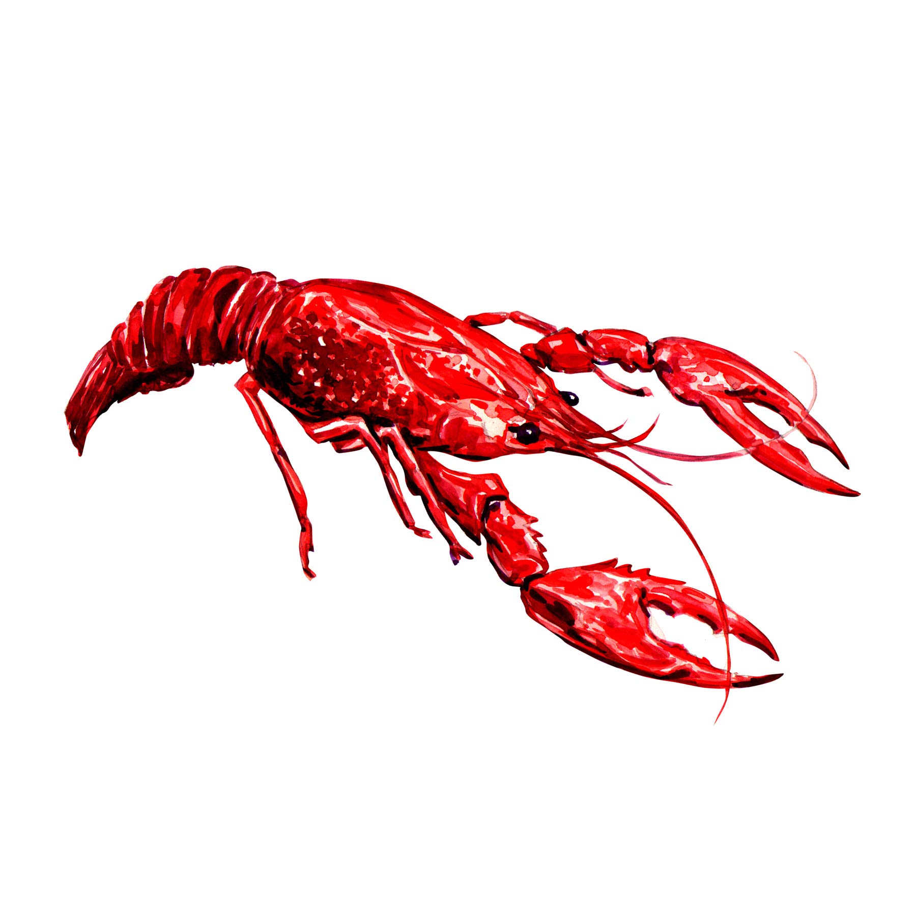 Wee Blue Coo Lobster Illustration Art Print Poster Wall Decor