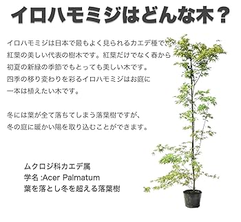 Amazon | 人気の！☆イロハモミジ☆一本立ち 樹高1.2m前後 植え