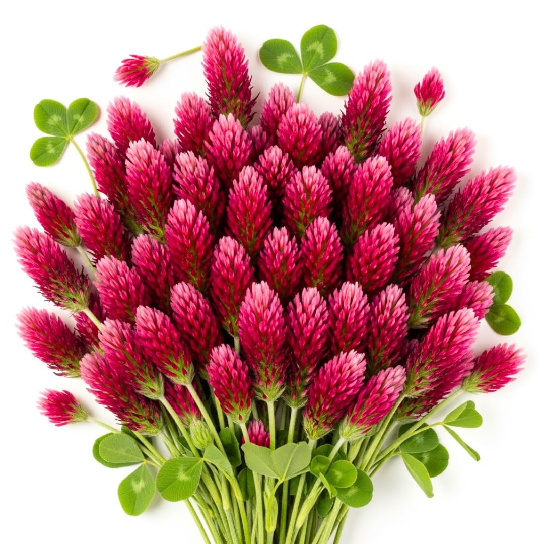 Amazon.com : 100+ Crimson Clover Seeds to Grow – Legume for