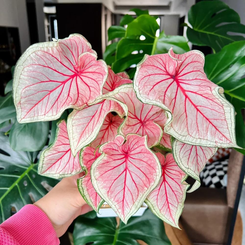 Graines De Caladium Bicolore - Sachet De 100 Graines, Pour Jardin Intérieur Ou Extérieur, Taux De Germination élevé - Belle Floraison Bleue Décorative