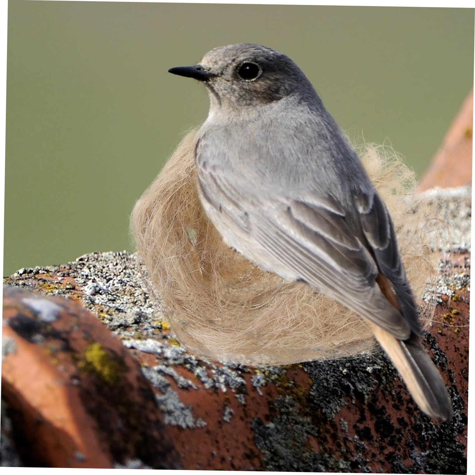 COLLBATH Natürliches Jute Vogelnistmaterial Für Innen- Und Außenbereich Weiches Nistfüllmaterial Für Warme Vogelnester Im Winter Nistkastenzubehör Für Wildvögel Und Papageien