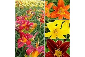 Daylily Bulbs for Spring Planting: Extraordinary Mixed Colors for Vibrant Gardens