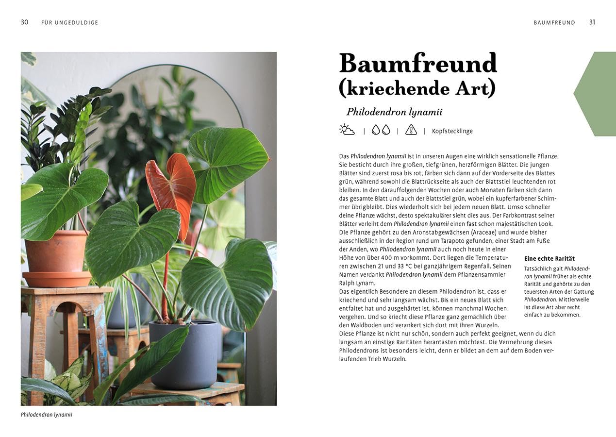 Grow your Jungle: Zimmerpflanzen ganz einfach vermehren. Ableger ziehen mit Crazyplantboy