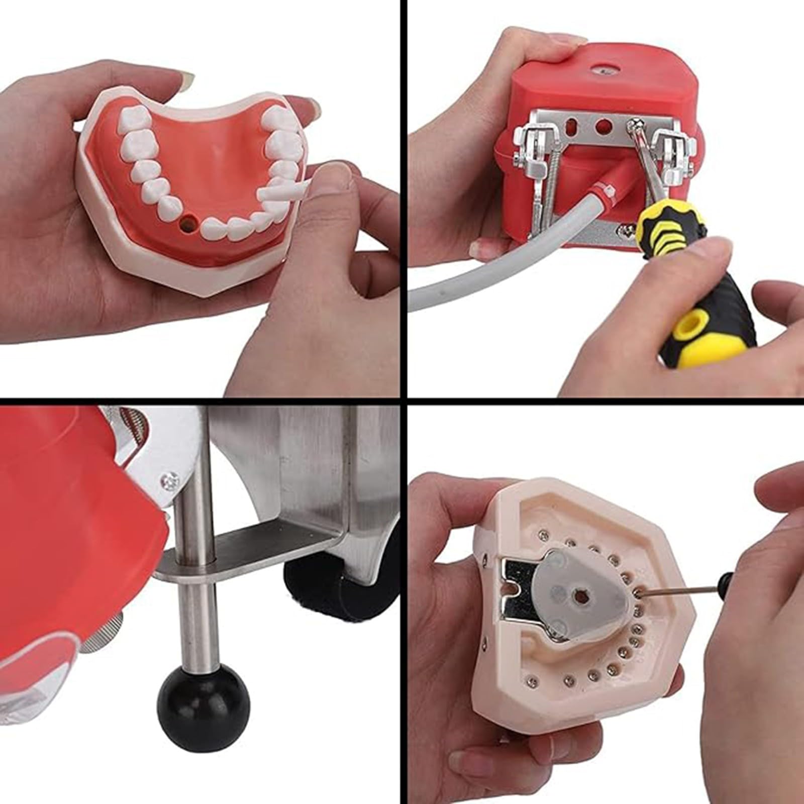 Simulatore di testa di manichino dentale, stampo per testa di pratica per studenti, per laboratori di formazione odontoiatrica, regolabile a 360 gradi A