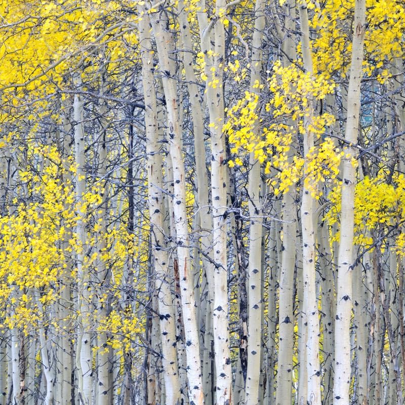 20 Quaking Aspen Live Plant Trees, 8 to 16 Inches Tall Quaking Aspen Plant Seedlings, Ready to Plant