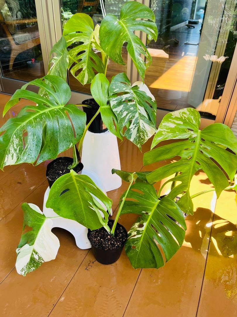 4本セット発根活着済 斑入りモンステラ ボルシギアナ ホワイトタイガー48