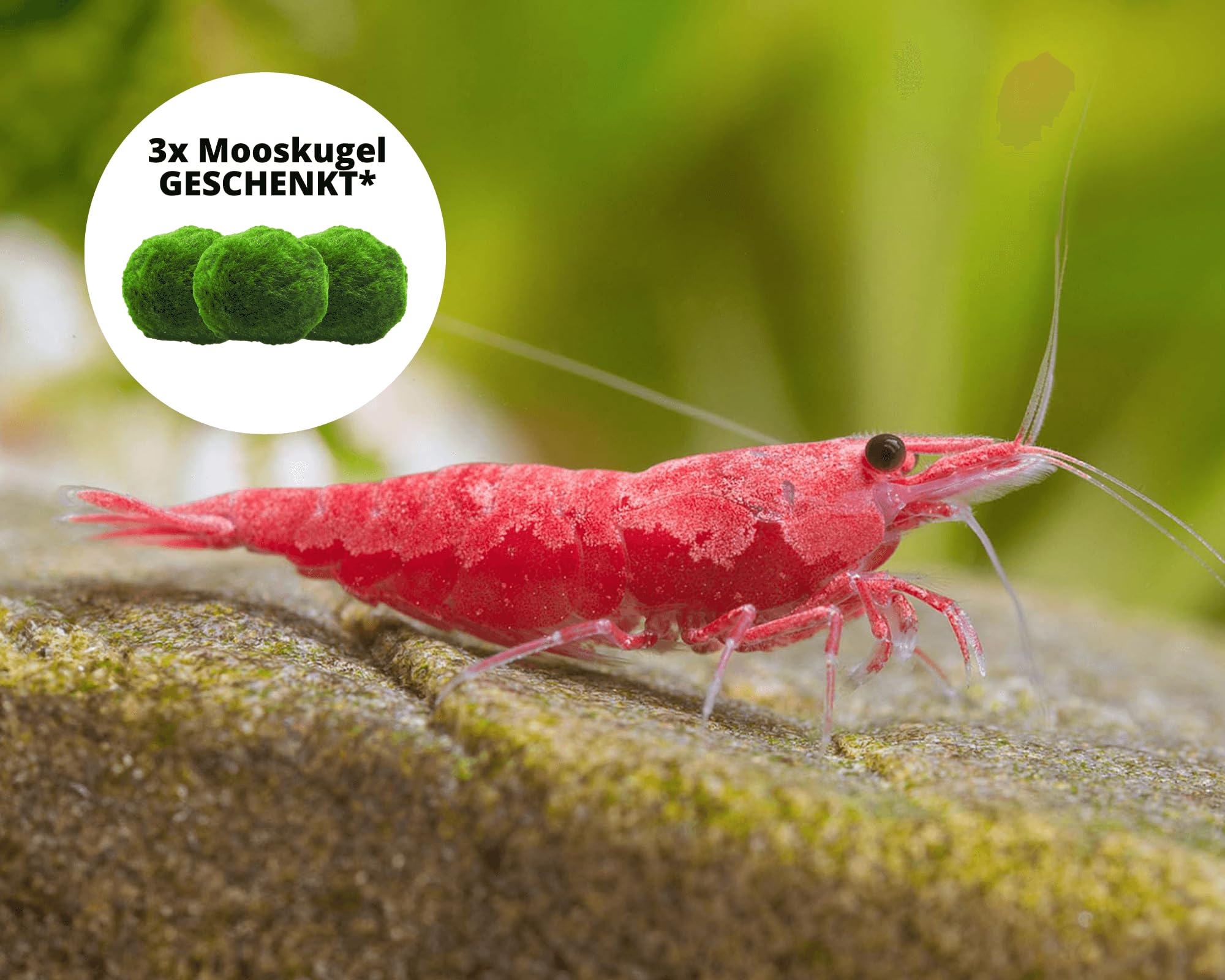 Garnelen 15x Neocaridina Set + 3X Mooskugel - Farbige Ziergarnelen für Leitungswasser - Pflegeleicht & vermehrungsfreudig - Mit Cladophora Algenkugeln als Filter & Versteck im Aquarium