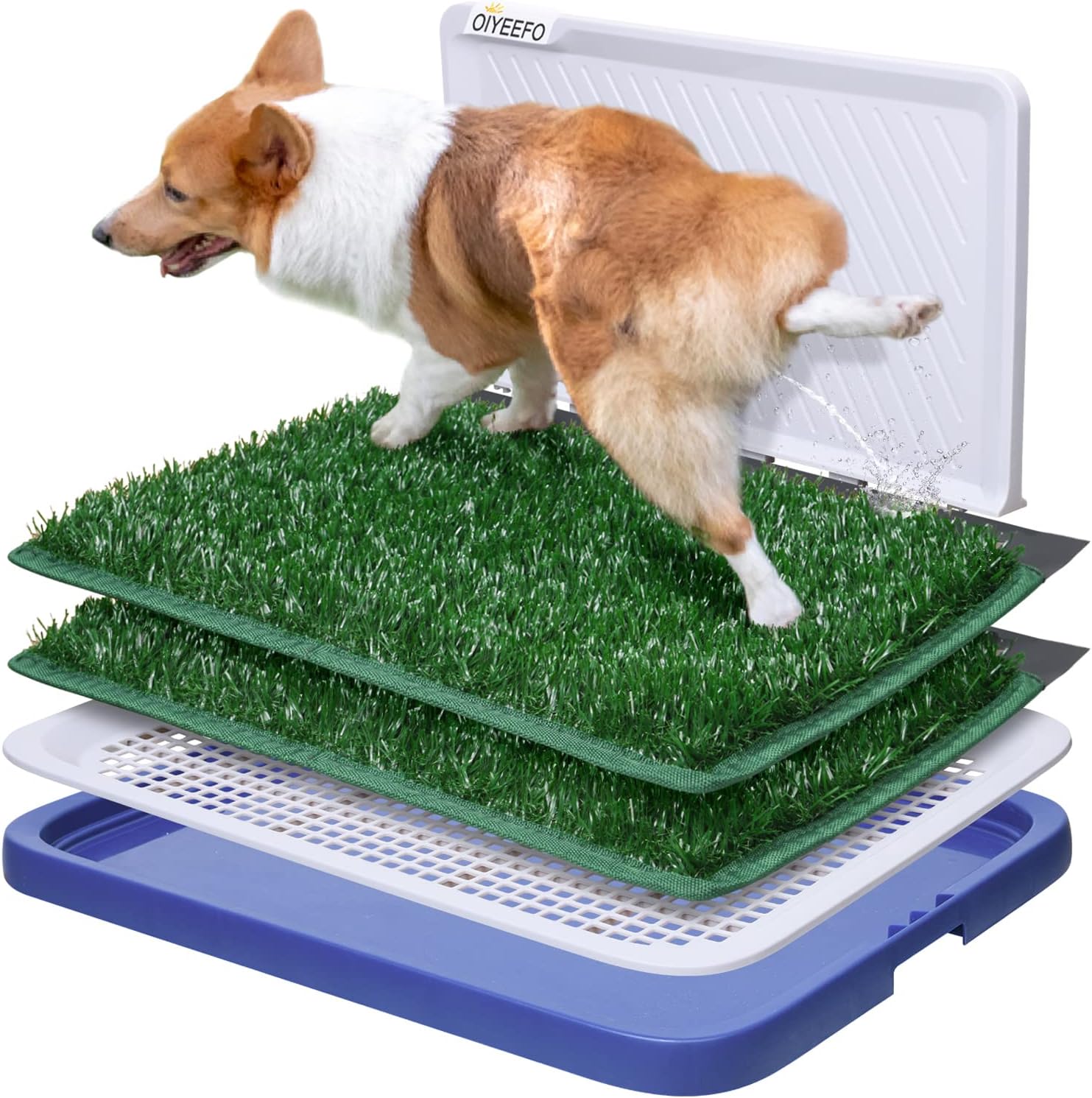 How Do You Litter Train A Small Dog