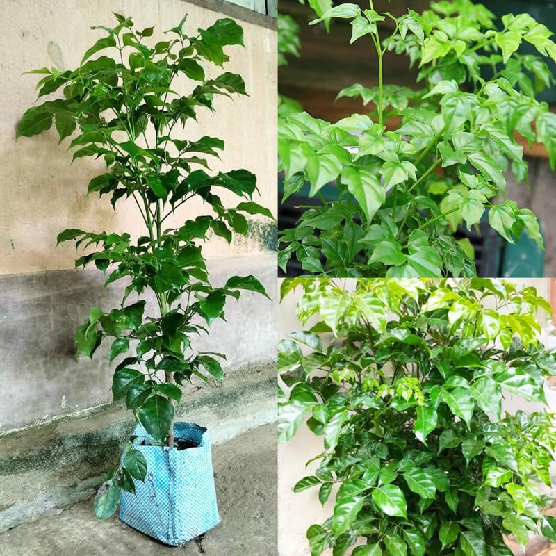 China Doll Plant Live for Modern Home Designing plant 2-4 Feet Height (Pack of 1 XL Size)-image-10