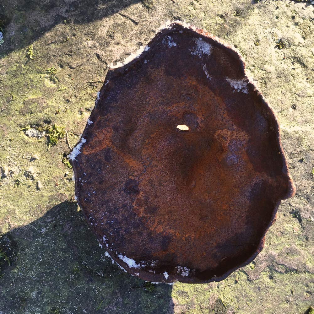 Antikas Évacuation d'eau méditerranéenne Bec de fontaine Gargouille Tête de lion