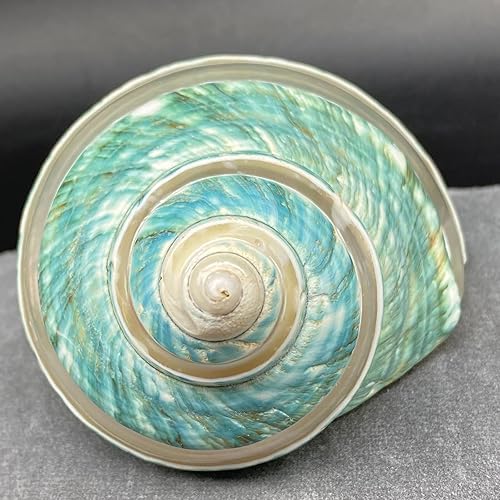 Miniatura 3 de COYOUCO Concha grande de caracola, conchas naturales para pecera de cangrejo ermitaño, decoración de boda, fiesta temática de playa, decoración del