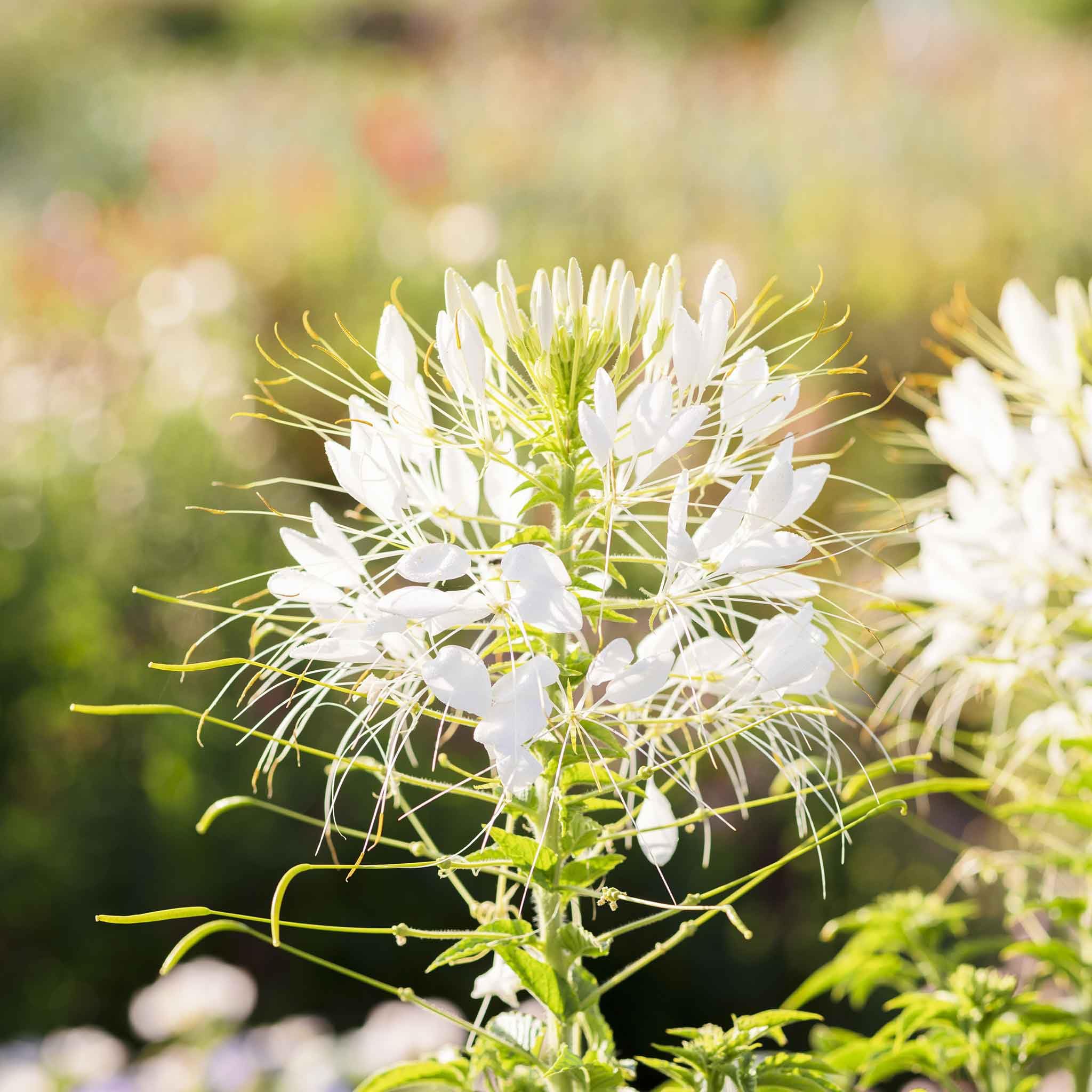 Cleome Seeds - White Queen - Packet - White Flower Seeds, Heirloom Seed, Open Pollinated Seed Attracts Bees, Attracts Butterflies, Attracts Hummingbirds, Attracts Pollinators, Extended Bloom Time