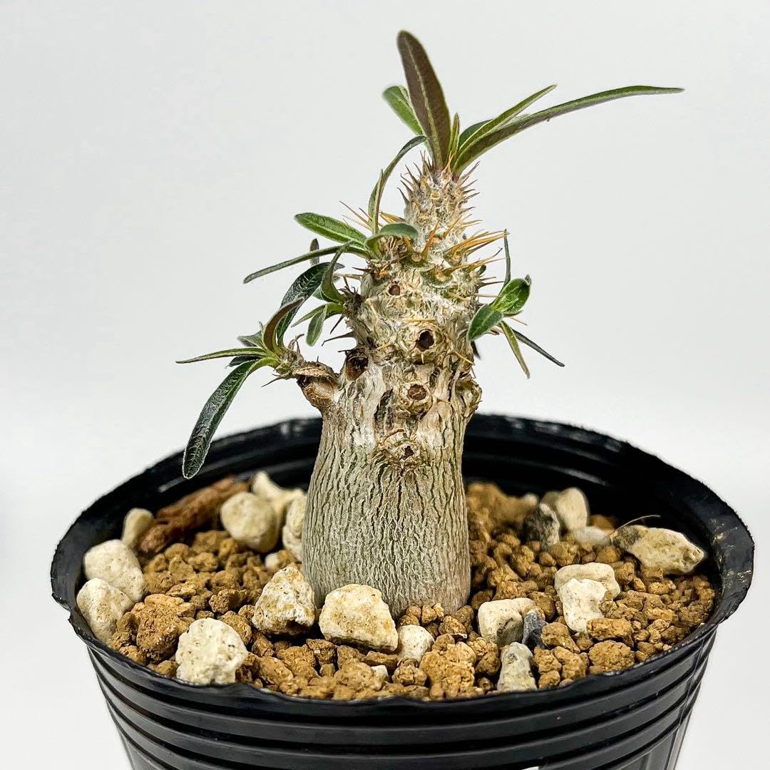 Amazon｜鉢付きパキポディウム グラキリス 実生2｜観葉植物 オンライン通販