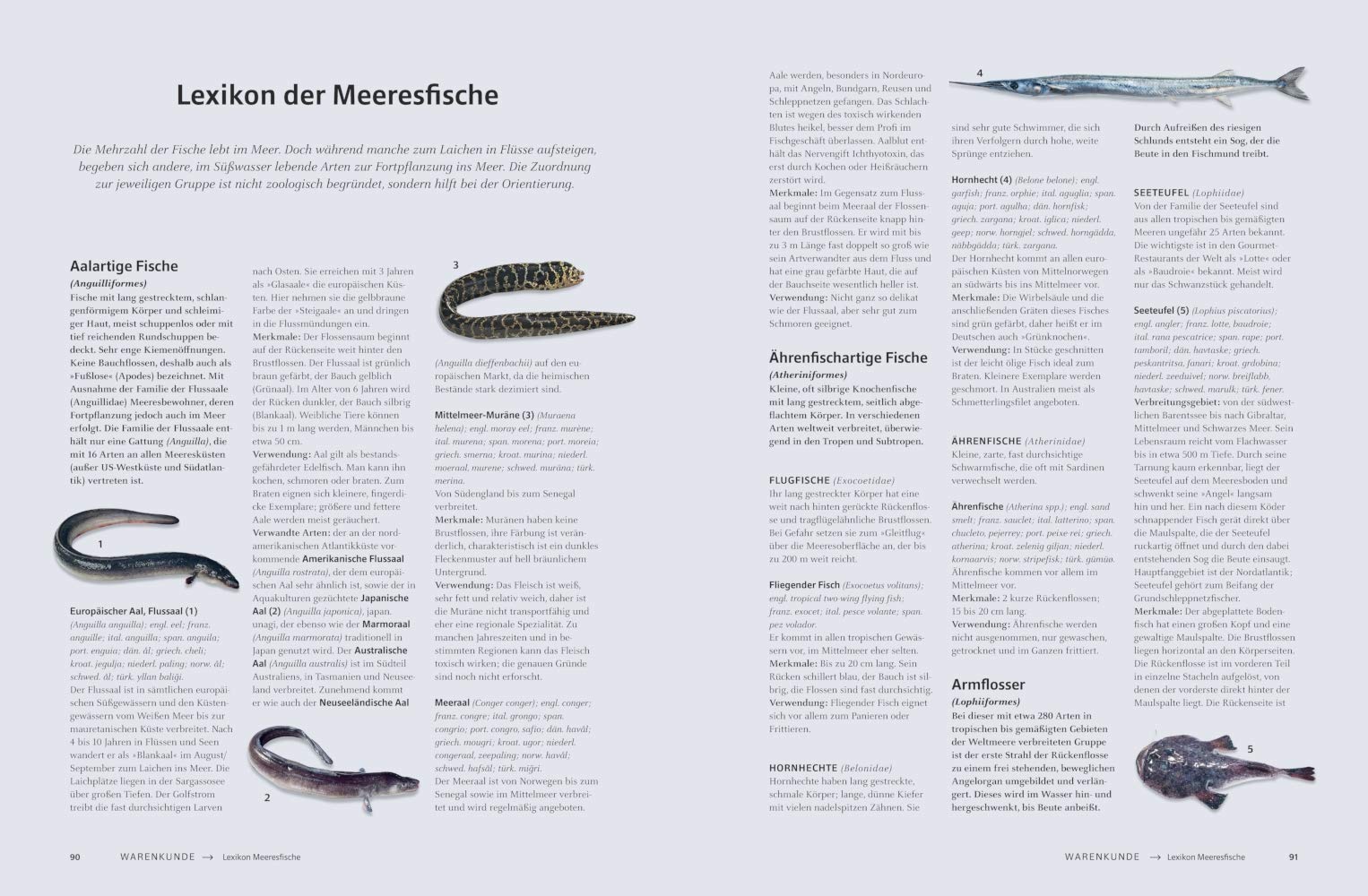 Das große Buch vom Fisch (TEUBNER Edition)