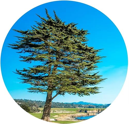 Vista 88 de chenchenArt Arte de pared de campo de golf de Estados Unidos, TPC, Sawgrass Golf Course, impresiones en lienzo, decoración de pared de golf para Rojo