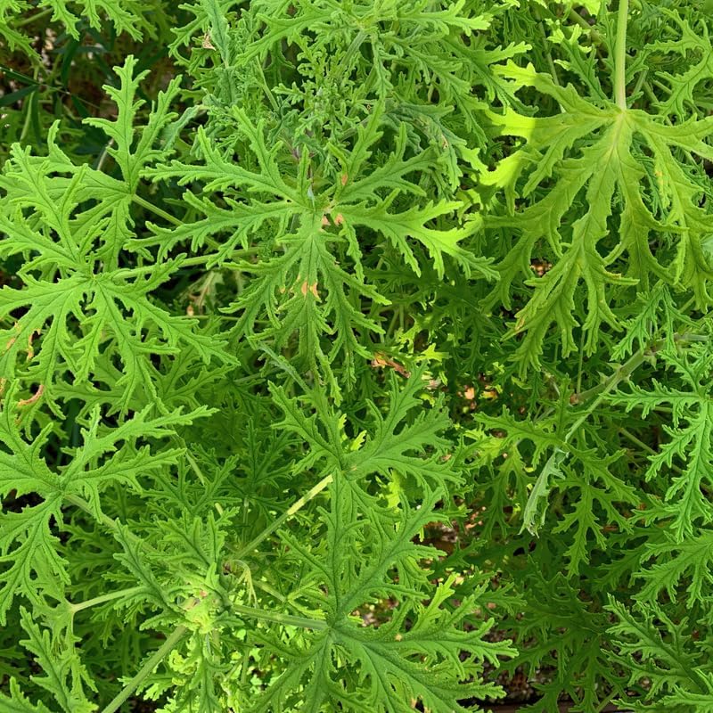 2 Citronella Plants. Large Citronella Plants, 4 to 6 Inch Live Citronella Plants Live for Garden, Citronella Live Starter Plant, Live Citronella Plant Bare Root for Outdoor Indoor Garden