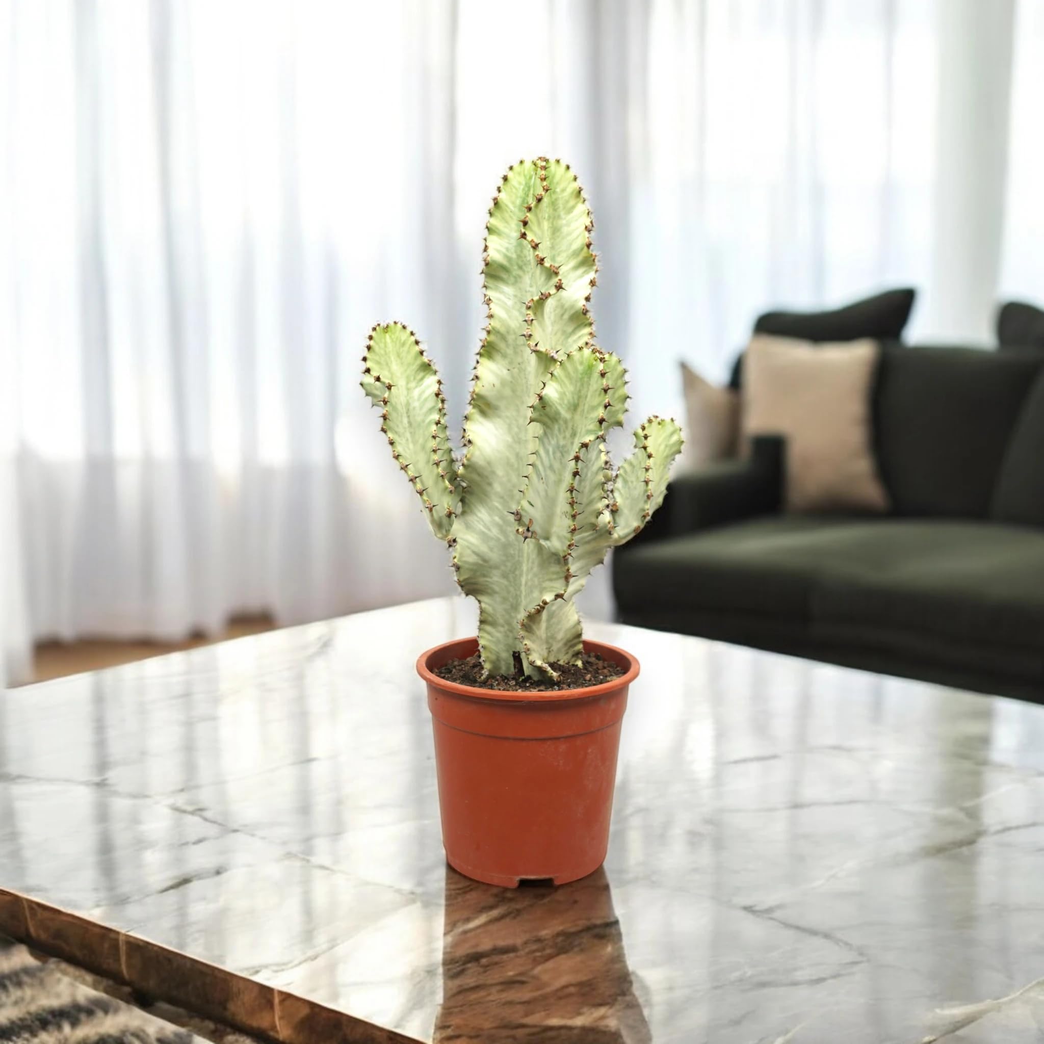 Euphorbia ingens variegata, pianta vera da interno, altezza pianta 50-60 cm, pianta grassa ornamentale, facile da curare