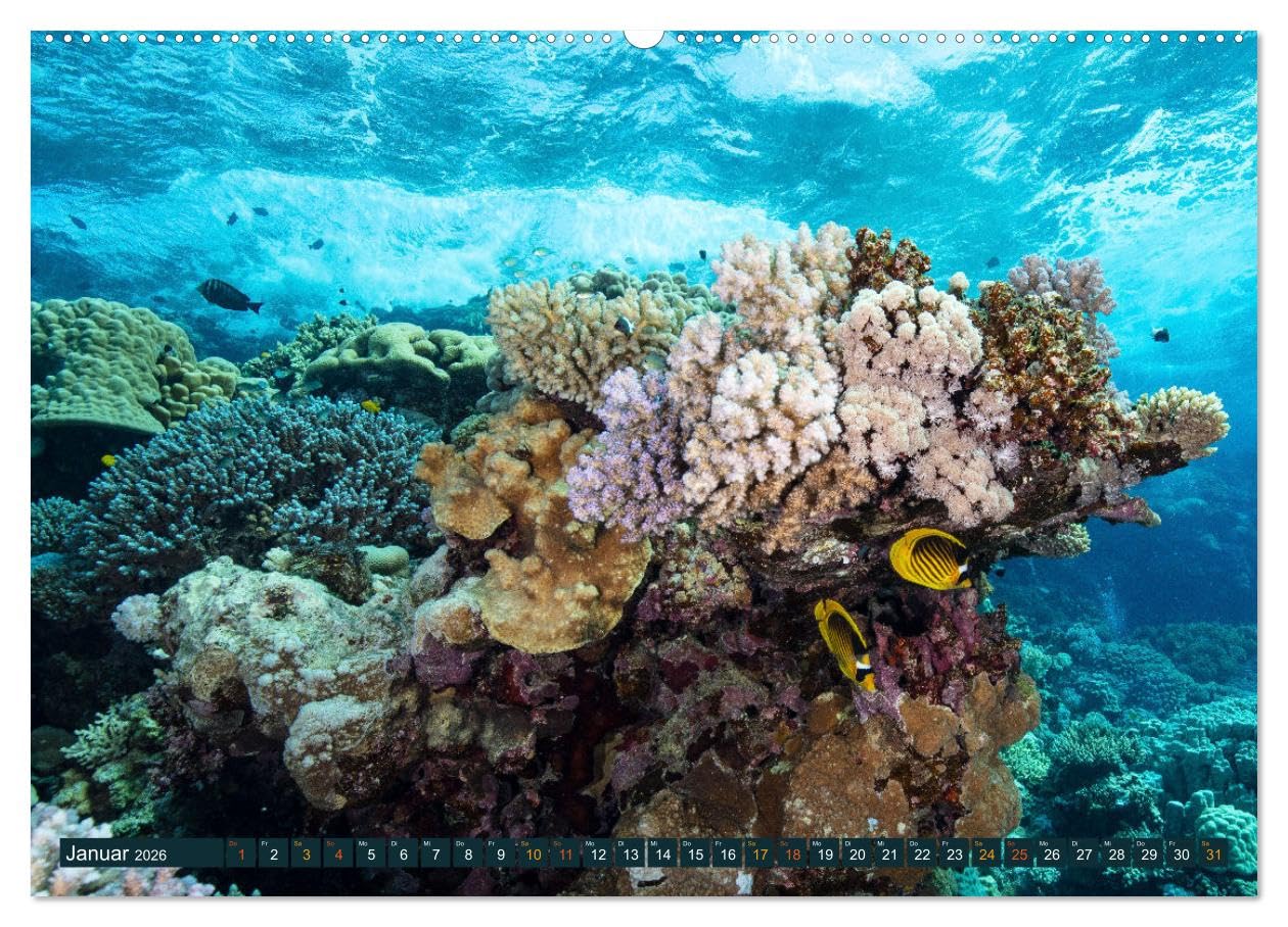 Tauchen, Fische und Meer (hochwertiger Premium Wandkalender 2026 DIN A2 quer), Kunstdruck in Hochglanz: Unterwasserimpressionen