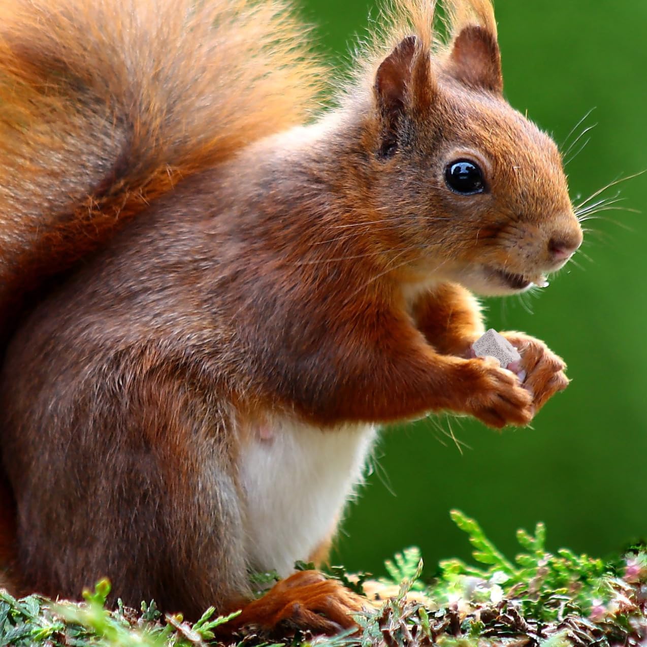 POPETPOP 36stücke Kauspielzeug Für Hamster Und Ratten Fördert Zahngesundheit Natürliche Mineralien Mit Calcium Für Gesunde Zähne Und Spaß Beim