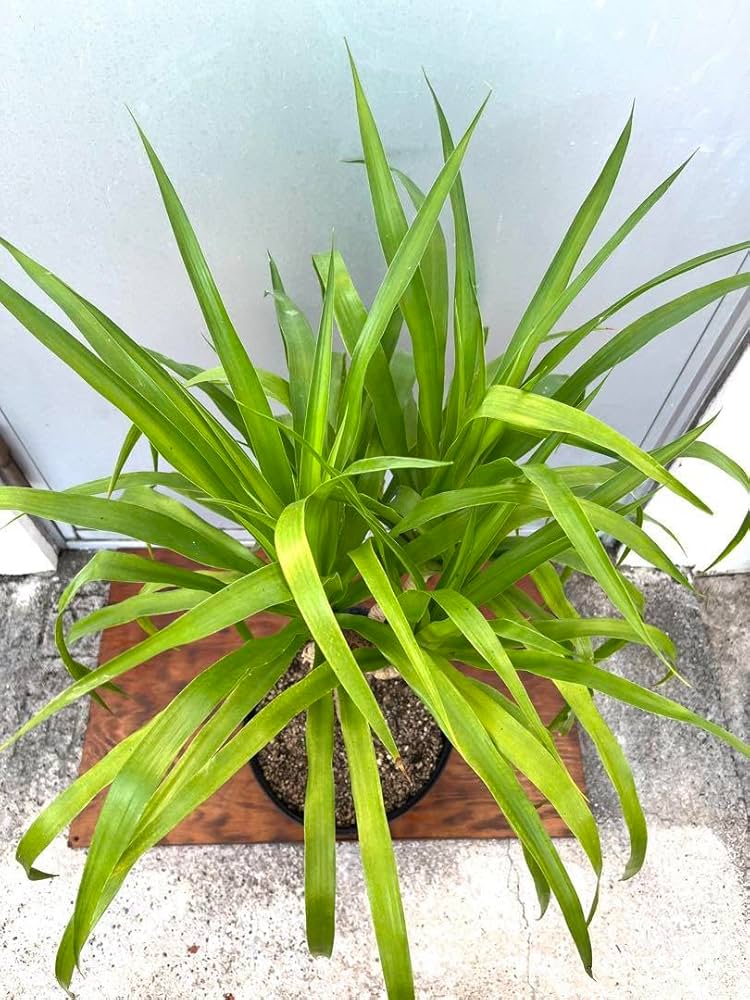 ＊ドラセナ カンボジアーナ カンボジアナ4又観葉植物＊ 楽天市場】観葉植物 大型 ドラセナ・カンボジア―ナ / 7寸・約