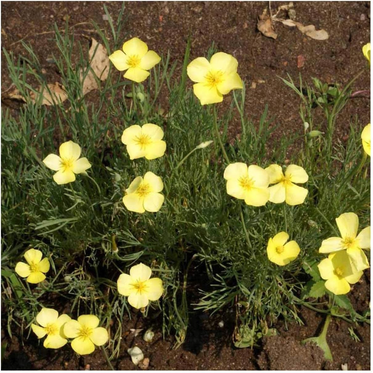 Everwilde Farms - 1/4 Lb Dwarf California Poppy Native Wildflower Seeds - Gold Vault