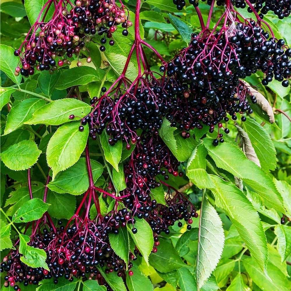 Votaniki Adams Elderberry 1 Gallon Plant 2 Years Old - High Yielding Perennial Adams Elderberry Plant Ready for Planting - Low Maintenance and Easy to Grow (1 Pack)