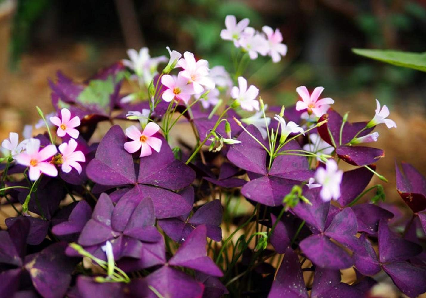 Oxalis Triangularis Bulbs,20 Pack Robust Purple Shamrocks Bulbs,Lucky Lovely Flowers for Perennial Planting Home Garden,Blooms Nearly Year Round (20)