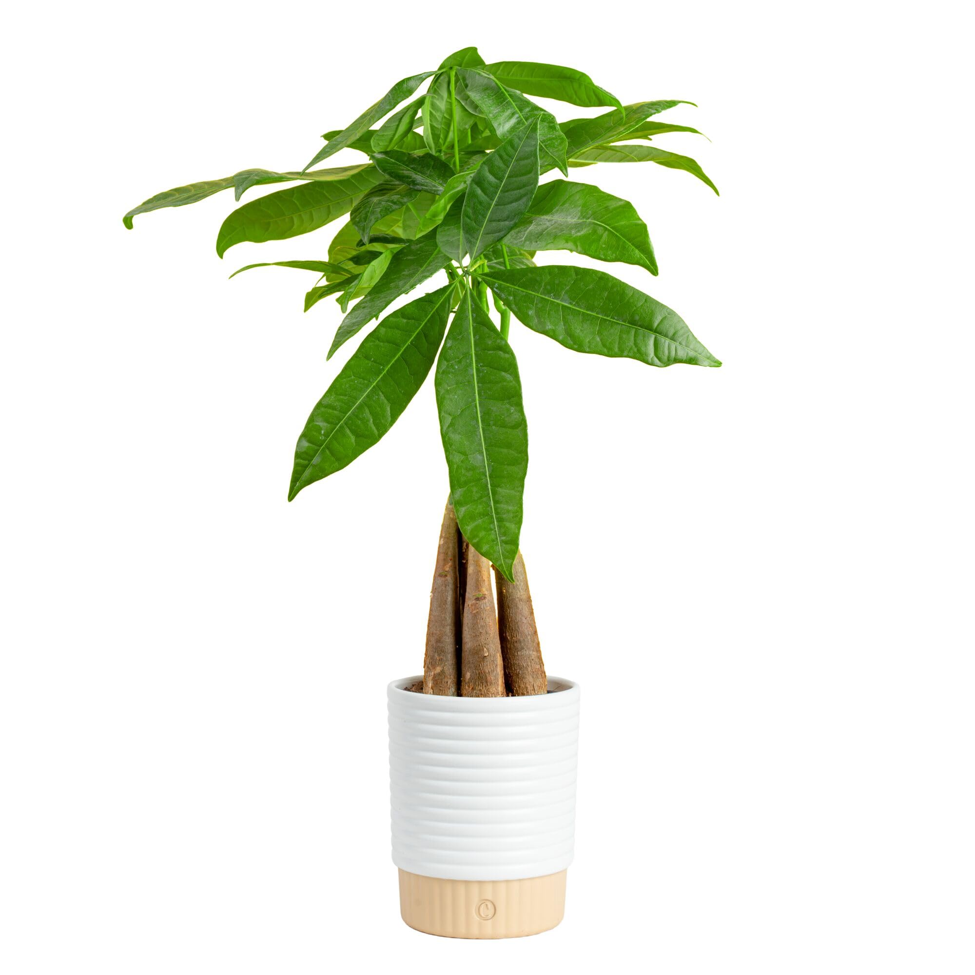 Costa Farms Money Tree Live Indoor Plant, Easy Care, Pet Safe, Decor Pot