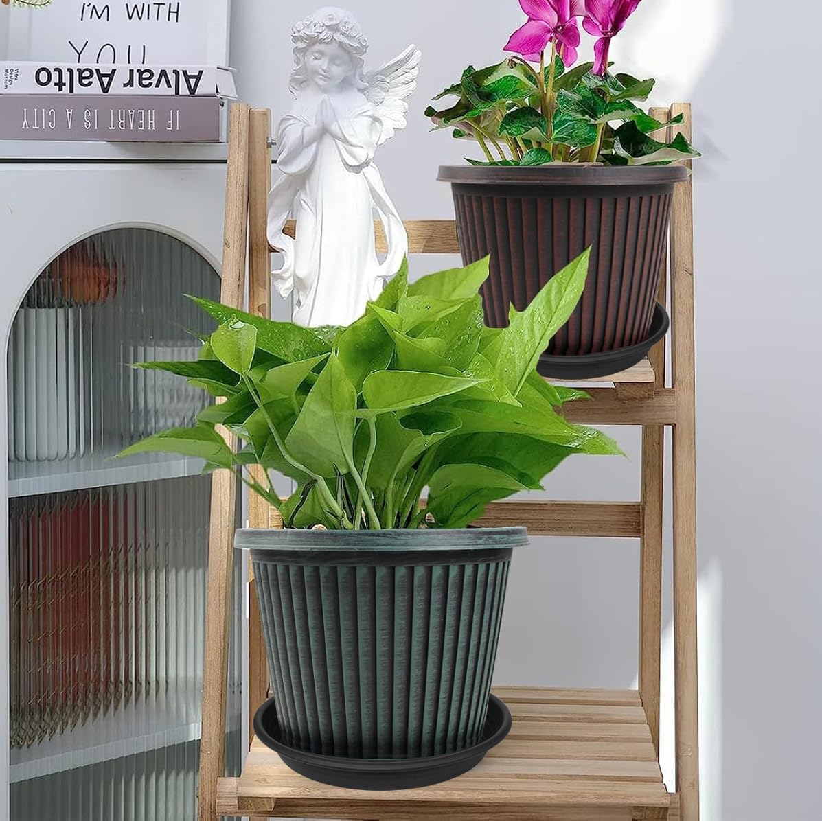 buying a monstera deliciosa philodendron monstera deliciosa philodendron (swiss cheese plant)