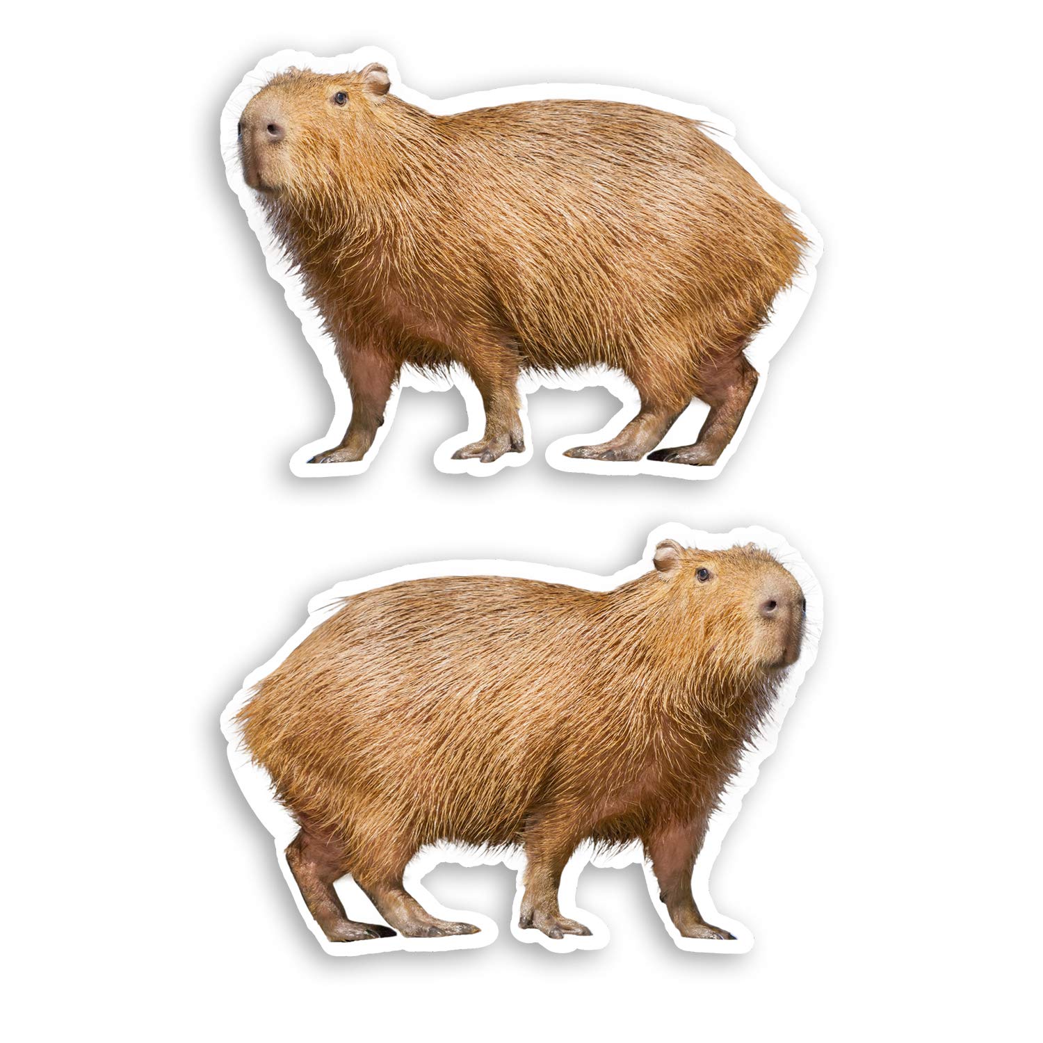 Destination Vinyl Ltd Multi 2 X 10Cm Cute Capybara Rodent Vinyl Stickers Animal Kids Laptop Sticker #31313 (10Cm Wide)