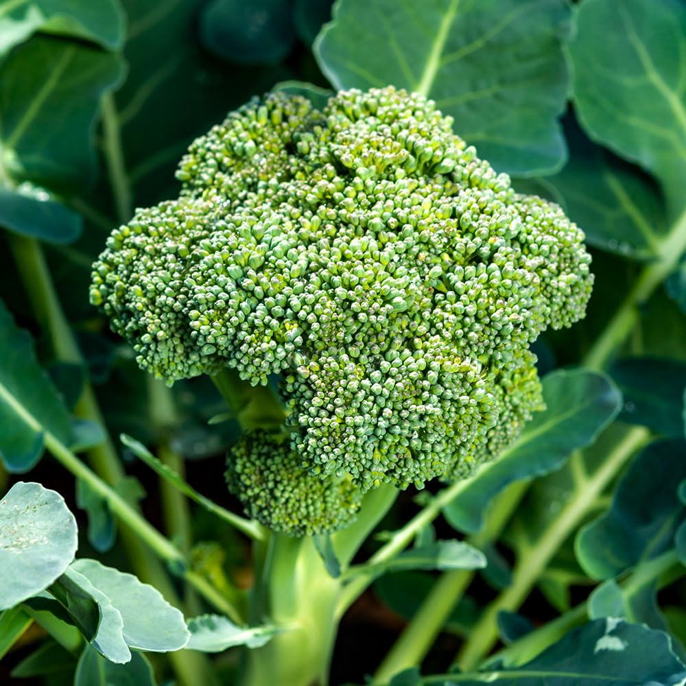 Broccoli Green Sprouting Organic Seeds – Organically Grown Seed – for Prolific, Tender Spears – for Your Beautiful Kitchen Garden