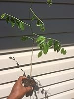 Blue Moon Wisteria Tree Plant 8-11" Potted - Fragrant Blooms Attract Hummingbirds, Perennial Zones 3-9