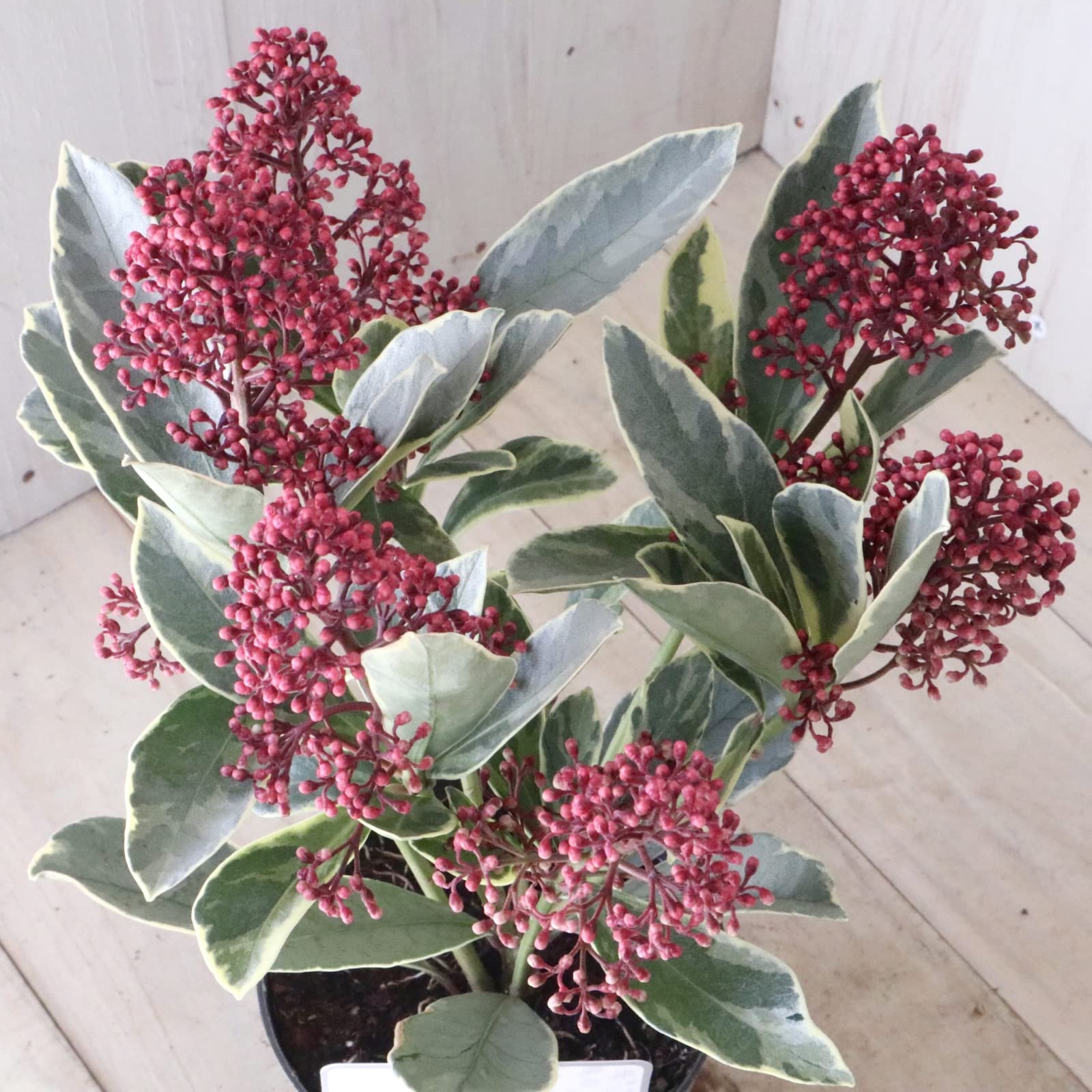 Amazon.co.jp: 斑入り スキミア ペローサ 常緑底木 3.5寸 1鉢