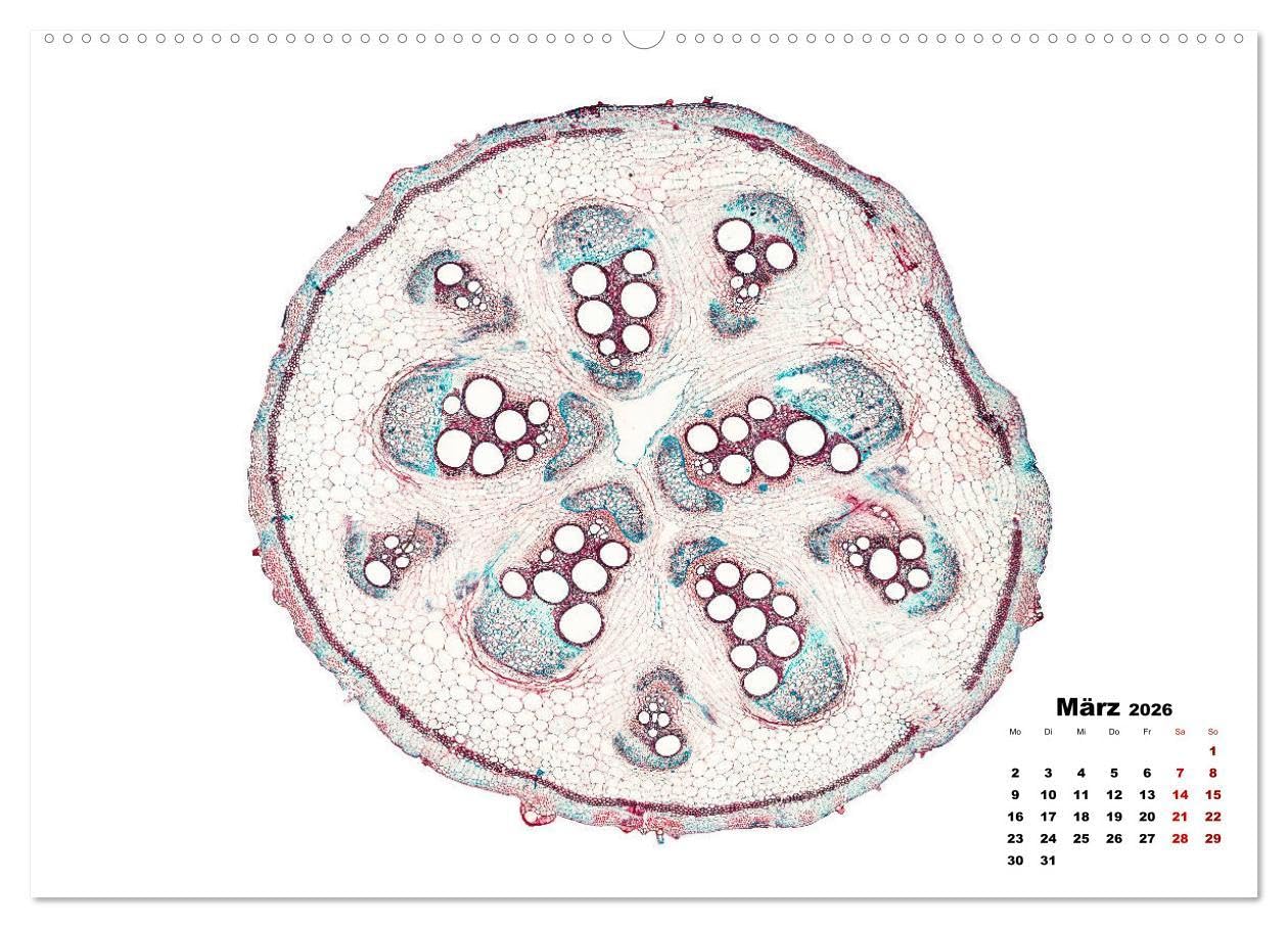 Pflanzen unter dem Mikroskop (Wandkalender 2026 DIN A2 quer), CALVENDO Monatskalender: Eindrucksvolle biologische Aufnahmen - das perfekte Geschenk für einen Gärtner, Floristen, Stundent und Lehrer