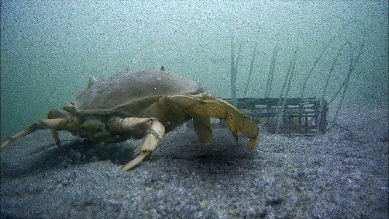 AirFly Heavy Surf 6-Loop Crab Trap for Fishing Poles – Lead-Free, USA-Made, Premium Durable Loops – Ideal for Dungeness, Blue, Rock Crabs – Includes Bait & Reserve Loops